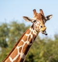 Reticulated Giraffe Eating with its Tongue Out