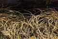 Tongweed, Himanthalia elongata, in a rock pool Royalty Free Stock Photo