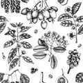 Vector background with tonic and spicy plants. Hand drawn seamless pattern with spices illustrations. Vintage aromatic elements. S