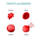 Tonicity is a measure of the osmotic pressure in red blood cells. isotonic, hypertonic; hypotonic, cytolysis Royalty Free Stock Photo