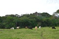 Tonina archeological site in Ocosingo, Chiapas Royalty Free Stock Photo