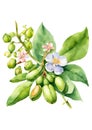 Tonka Bean Tree Flowers, also known as cumaru (Dipteryx odorata) watercolor illustration.