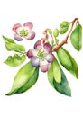 Tonka Bean Tree Flowers, also known as cumaru (Dipteryx odorata)watercolor illustration.