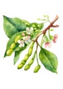 Tonka Bean Tree Flowers, also known as cumaru (Dipteryx odorata) watercolor illustration.