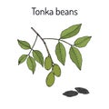 Tonka beans Dipteryx odorata , aromatic and medicinal plant