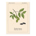 Tonka beans Dipteryx odorata , aromatic and medicinal plant