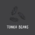 Tonka beans with lettering. Flat hand drawn spice for desserts.