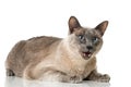 Tonkinese cat Royalty Free Stock Photo