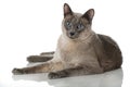 Tonkinese cat