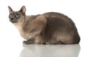 Tonkinese cat Royalty Free Stock Photo