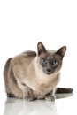 Tonkinese cat Royalty Free Stock Photo