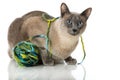 Tonkinese cat Royalty Free Stock Photo