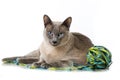 Tonkinese cat Royalty Free Stock Photo