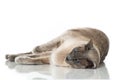 Tonkinese cat Royalty Free Stock Photo