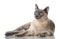 Tonkinese cat Royalty Free Stock Photo