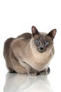 Tonkinese cat Royalty Free Stock Photo