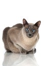 Tonkinese cat