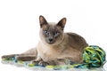Tonkinese cat Royalty Free Stock Photo