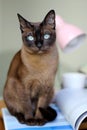 Tonkinese cat