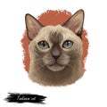 Tonkinese cat, Male Tonkinese Cat isolated on white. Domestic cat breed, crossbreeding between Siamese and Burmese. Digital art Royalty Free Stock Photo