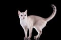 Tonkinese cat