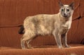 TONKINESE DOMESTIC CAT, ADULT