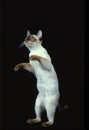 TONKINESE DOMESTIC CAT, ADULT PLAYING, STANDING ON HIND LEGS
