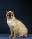 Tonkinese Domestic Cat, Adult sitting against Blue Background