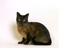 Tonkinese Domestic Cat, Adult sitting against White Background