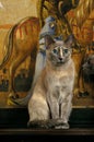Tonkinese Domestic Cat, Adult sitting in Front off Tapestry
