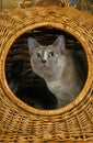 Tonkinese Domestic Cat, Adult standing in Basket