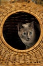 TONKINESE DOMESTIC CAT, ADULT STANDING IN BASKET