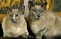 Tonkinese Domestic Cat, Adults laying