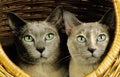 Tonkinese Domestic Cat, Adults laying in Basket