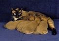 TONKINESE DOMESTIC CAT, FEMALE WITH KITTEN SUCKLING