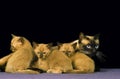 TONKINESE DOMESTIC CAT, FEMALE WITH KITTENS