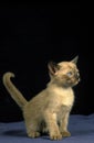 TONKINESE DOMESTIC CAT, KITTEN AGAINST BLACK BACKGROUND