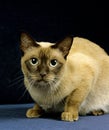 Tonkinese Domestic Dat laying against black Background