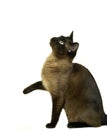 Tonkinese Domestic Dat sitting against White Background