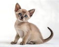 Tonkinese kitten isolated on white. Tonkinese kitten sitting in front of white background Royalty Free Stock Photo
