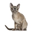 Tonkinese sitting, isolated (18 months old)