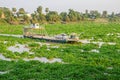 Tonle Sap Lake covered with invasive water hyacinth and a ferry