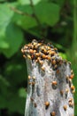 Tons of ladybugs on a stump