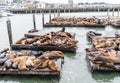 Tons of Sea Lions hanging out and sun bathing on floating piers in the San Francisco Harbor