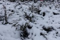 Tons of snow on shrubs of savin juniper i