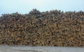 tons of wood stacked in the harbor