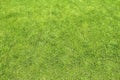 Tonsure lawn Royalty Free Stock Photo