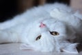 Too cute cat Royalty Free Stock Photo