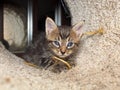 Too cute tabby kitten with blue eyes and a toy inside a cat condo Royalty Free Stock Photo