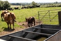 Cow and calf on a hot day